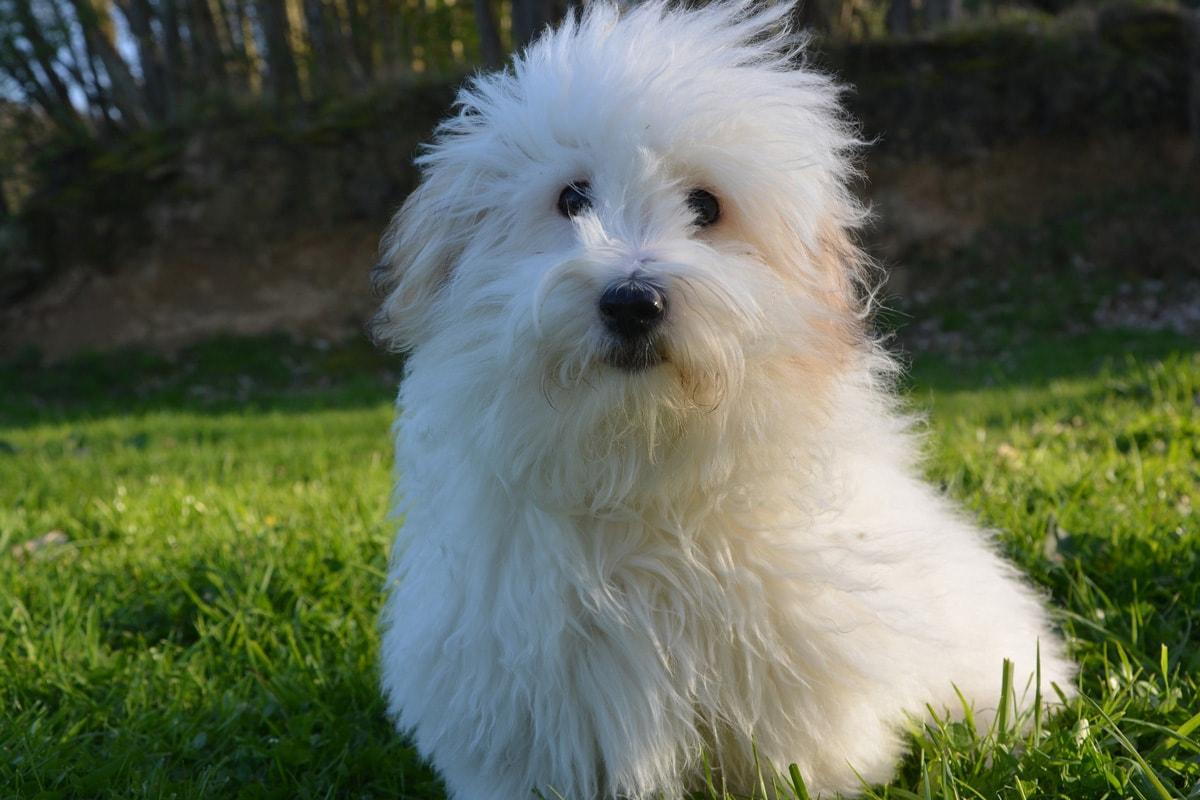 Coton de tuléar