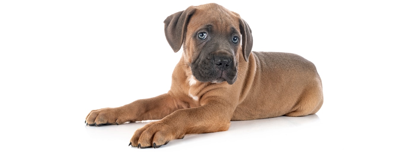 Cane Corso