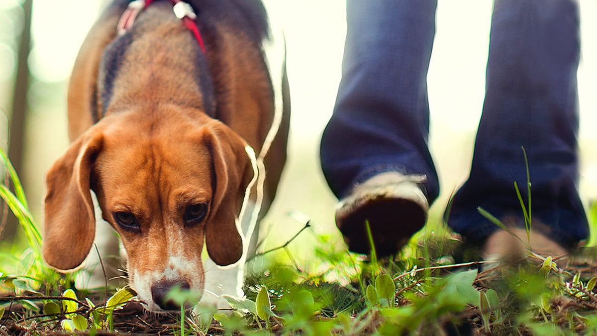 Beagle med sprehodom po gozdu voha tla, ob njem hodi skrbnik
