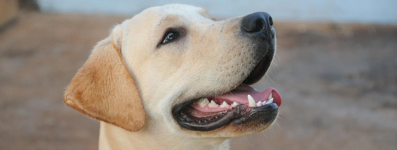 Labradorec