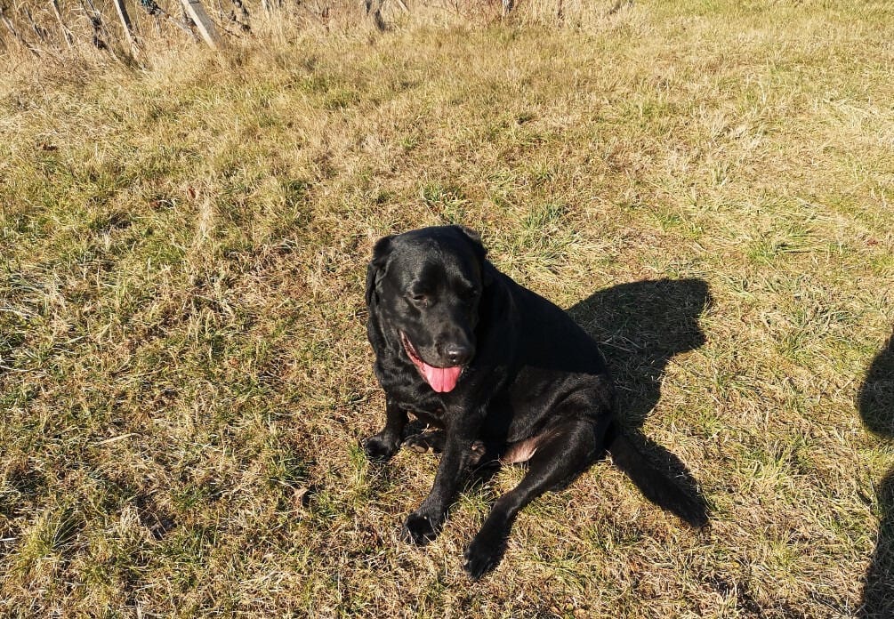 Črn pes z rožnatim jezikom sedi na suhi travi na sončnem prostem in na tla poleg sebe meče senco.
