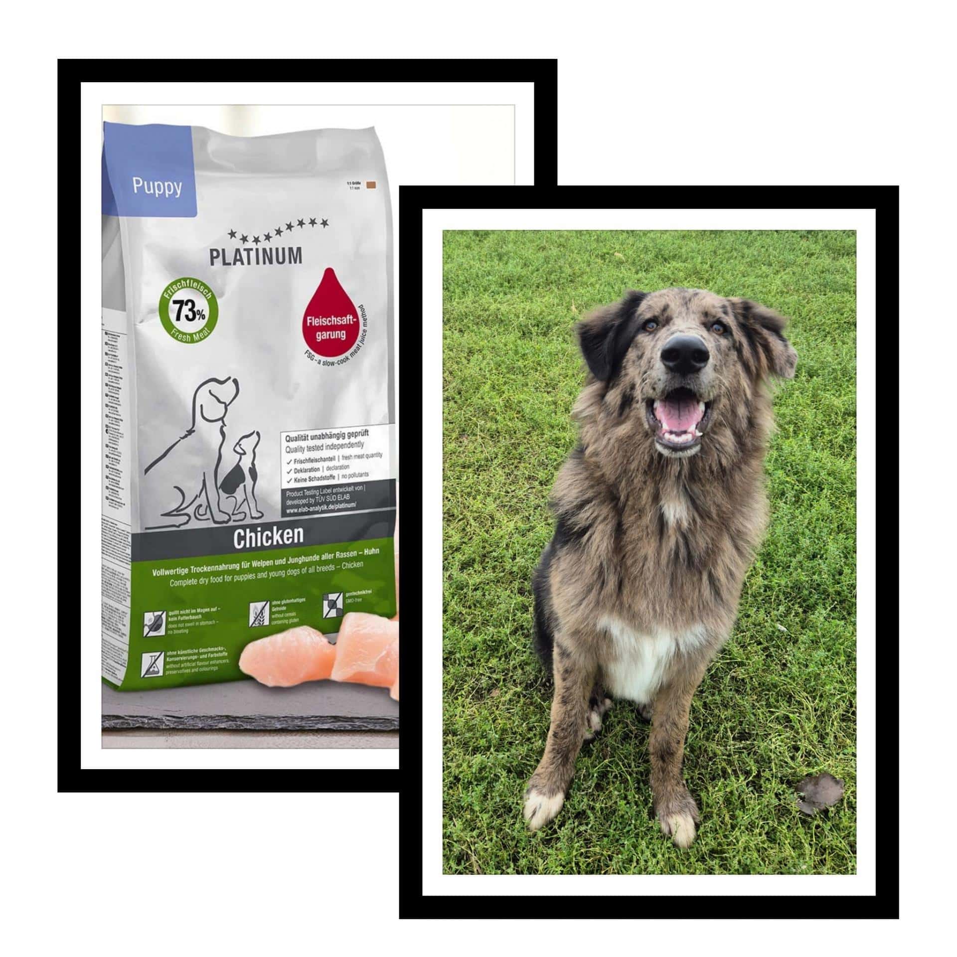 Na levi strani je prikazana vrečka hrane za piščančje mladiče, na desni strani pa velik, puhast pes z rjavo-črno dlako, ki sedi na travi in gleda v kamero.