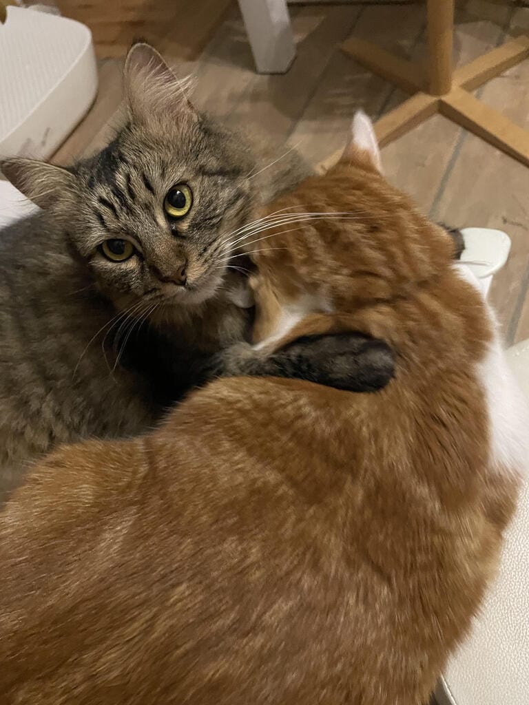 Siva mačka in oranžno-bela mačka se tesno objemata. Tabby mačka je s široko odprtimi očmi obrnjena proti kameri, oranžna mačka pa ima glavo skrito v njenem kožuhu. Ležita na lesenih tleh.