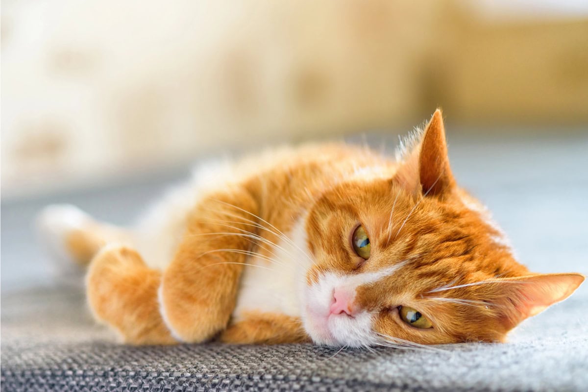 Oranžno-bela mačka leži na boku na sivi površini in sproščeno gleda v kamero. Ozadje je mehko zamegljeno.