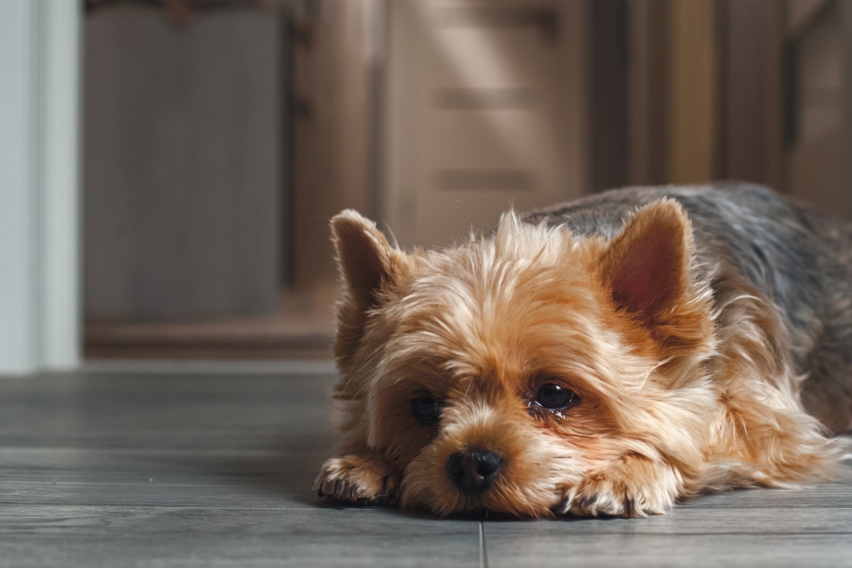 Majhen, puhast pes s svetlo rjavim kožuhom leži na lesenih tleh v notranjosti, naslanja glavo na tačke in gleda predse. V ozadju je hodnik z mehko svetlobo.