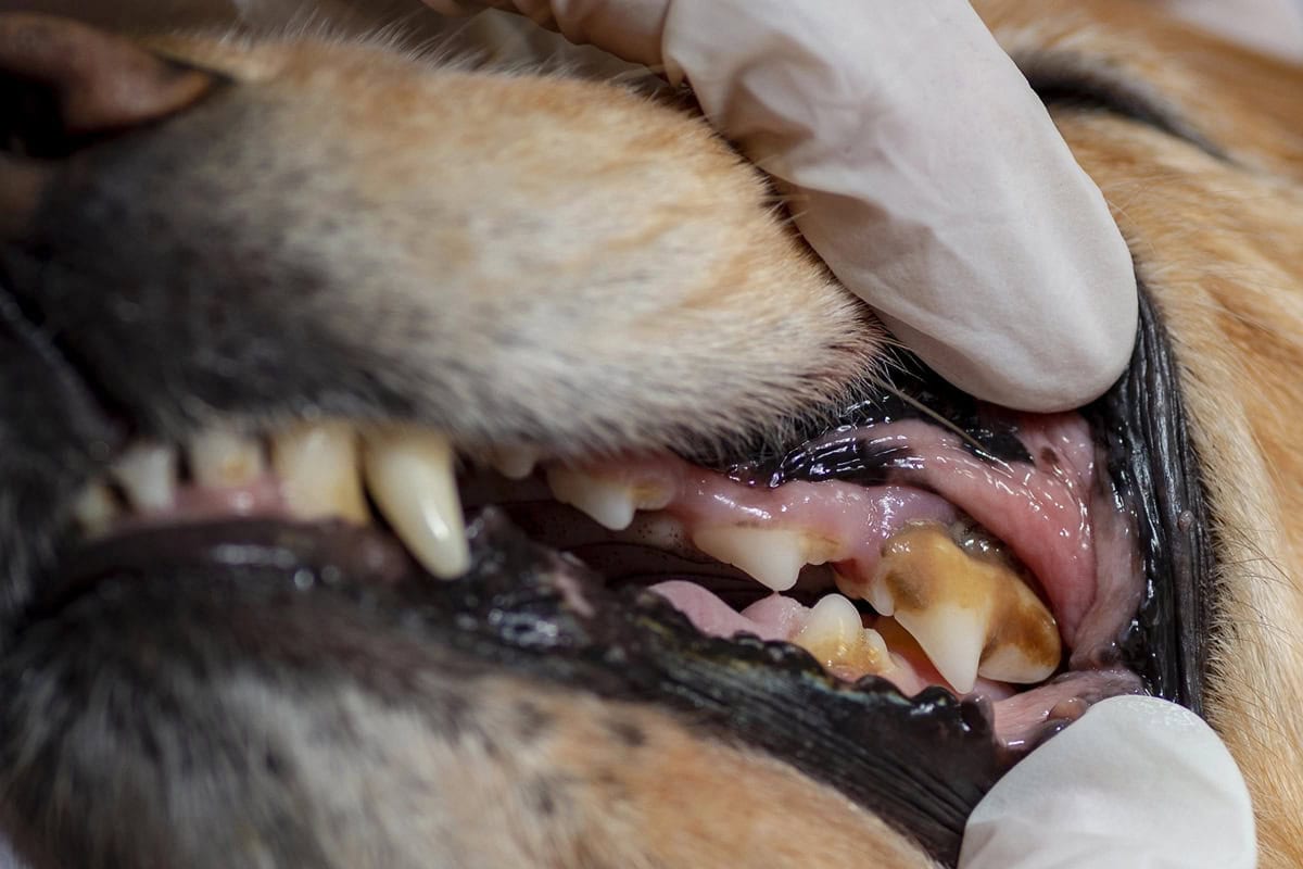 Z roko v rokavici dvignemo ustnico psa in razkrijemo njegove zobe in dlesni, pri čemer so vidne zobne obloge in zobni kamen na kočnikih ter vnetje dlesni.