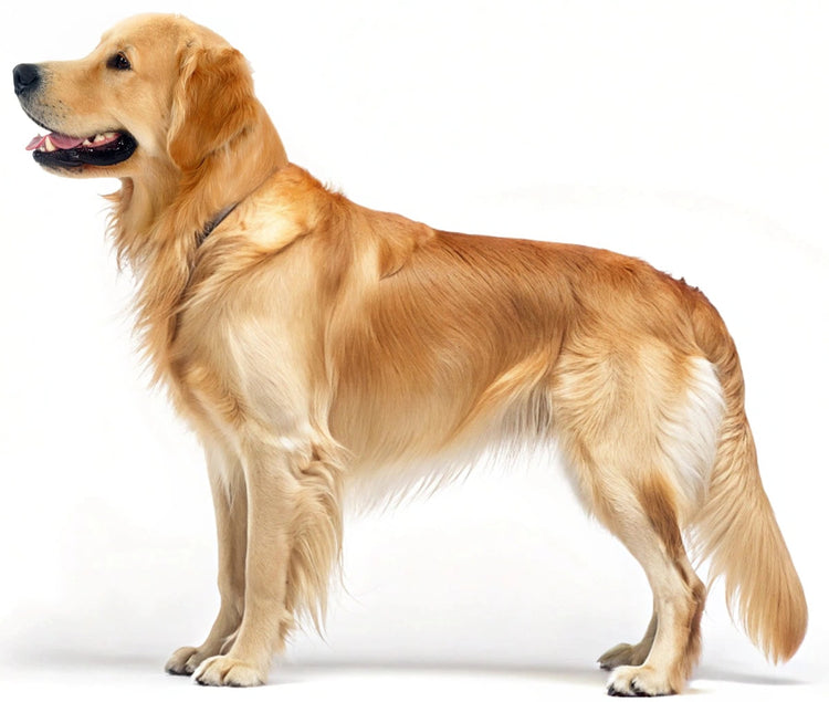 Zlati prinašalec stoji v profilu na beli podlagi, ima sijočo zlato dlako, nabrana ušesa in prijazen izraz z rahlo odprtimi usti.