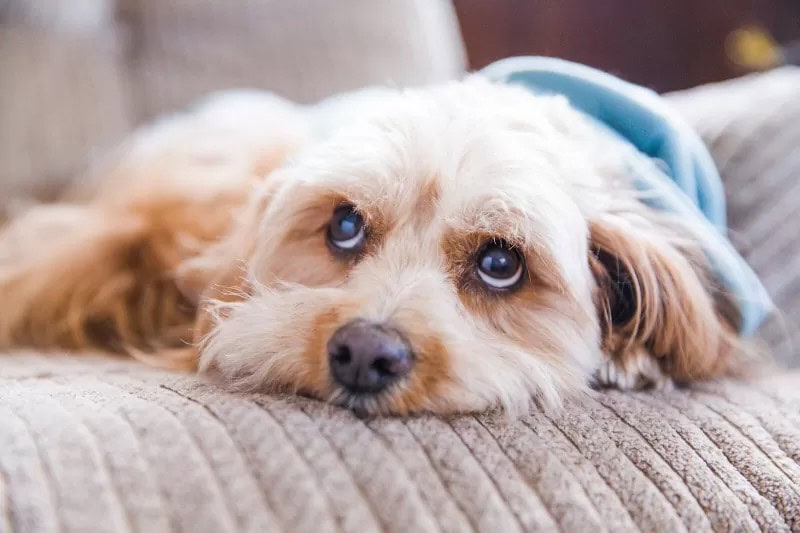 Majhen, puhast pes s svetlo rjavim kožuhom leži na bež črtastem kavču in gleda navzgor z velikimi, izrazitimi očmi. Pes je videti sproščen in je delno zavit v svetlo modro odejo.